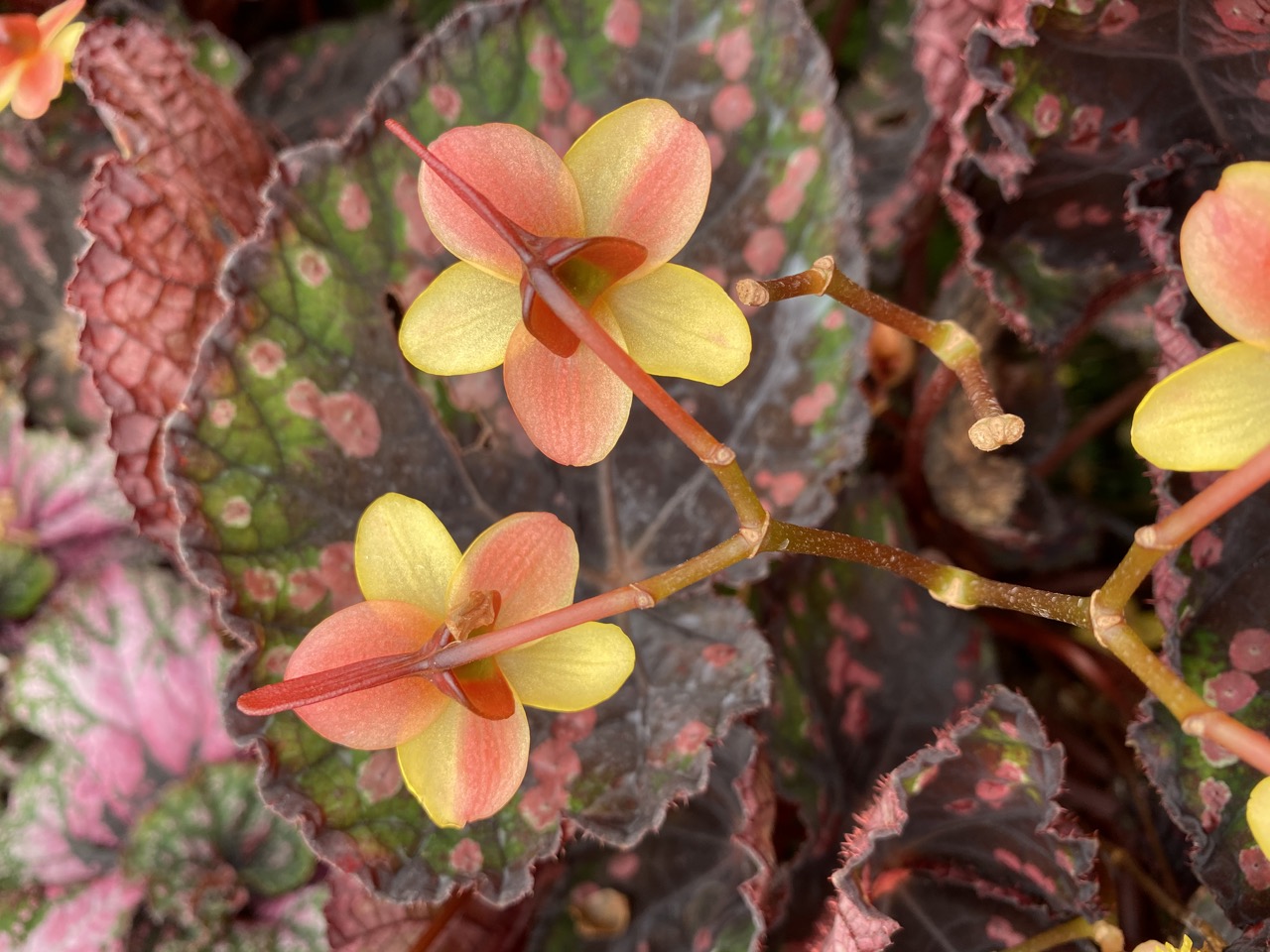 B. ‘Steve's Leaves Yellow Jacket’